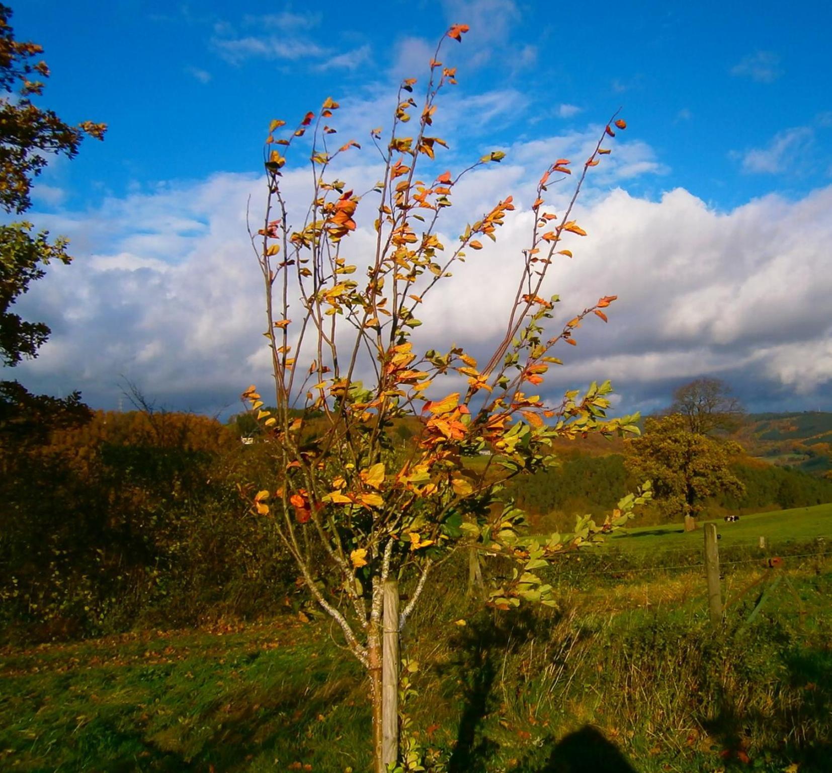 Le Renard'Or Bed & Breakfast Trois-Ponts Bagian luar foto
