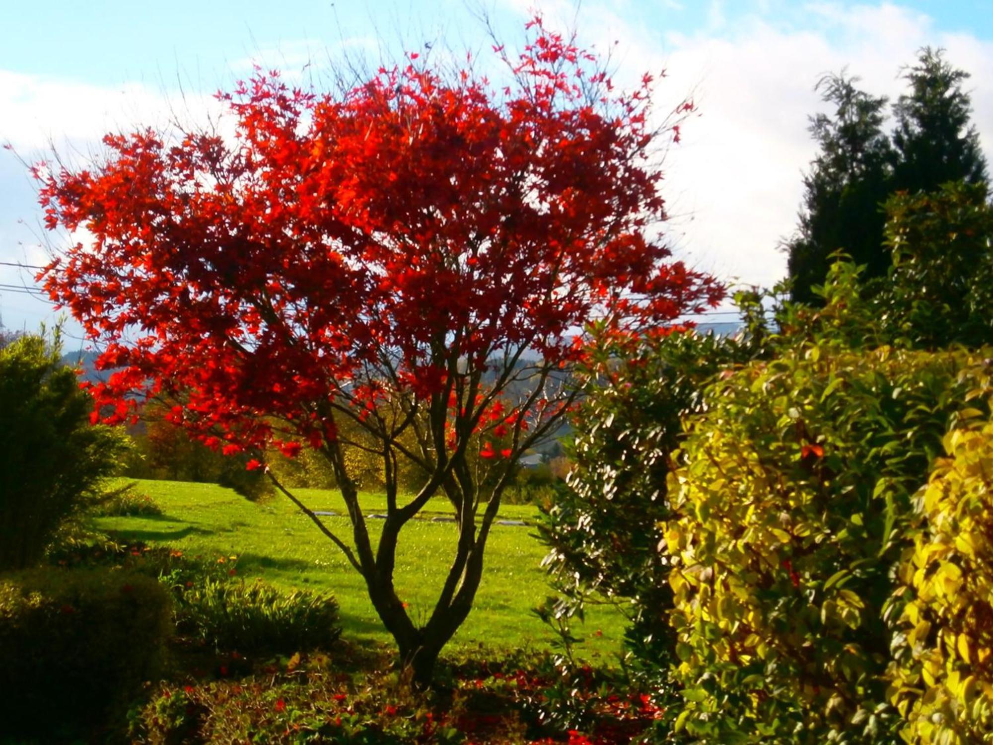 Le Renard'Or Bed & Breakfast Trois-Ponts Bagian luar foto