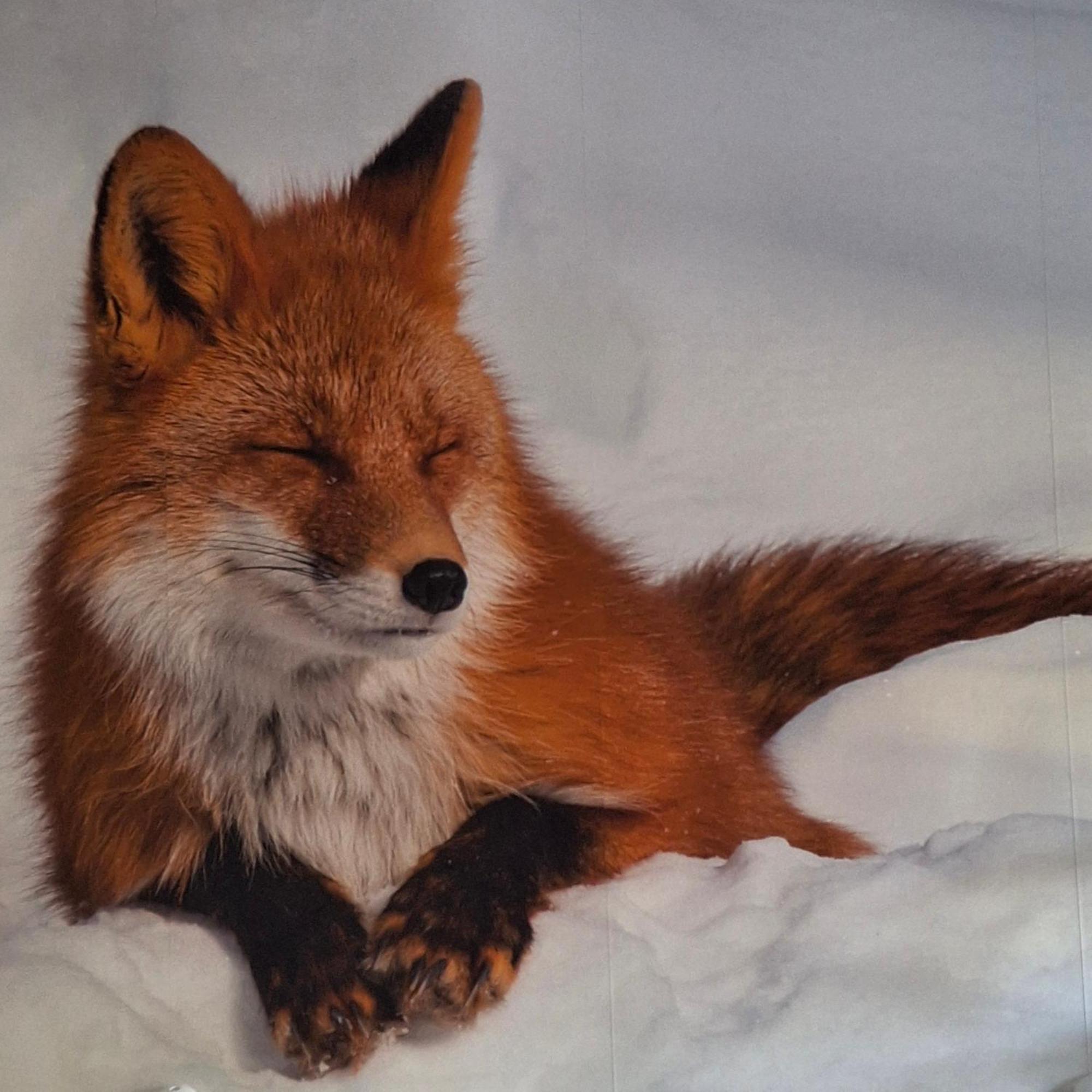 Le Renard'Or Bed & Breakfast Trois-Ponts Bagian luar foto